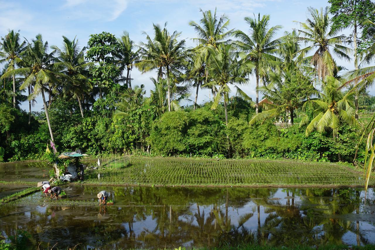 Puri Kobot Hotel Ubud Buitenkant foto